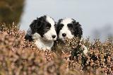 BEARDED COLLIE 099